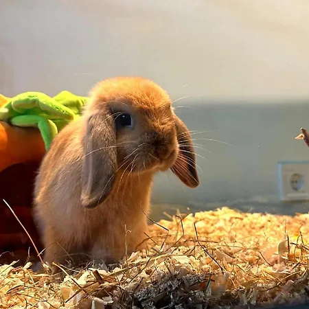 Dzsungel Ubytování v soukromí